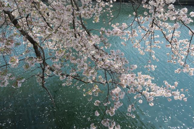 日の本桜を眺める